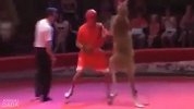 格斗-17年-全程笑尿！袋鼠VS人类的5大擂台巅峰对决 鼻孔都在嘲讽你-专题