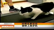 新闻夜总汇-20120404-动物也要运动猫咪上跑步机