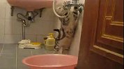 超口渴的猫猫自个找水喝