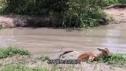 羚羊刚挣脱鳄鱼口，转眼就被花豹擒获，这也许就是食草动物的悲哀