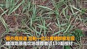 【美国】公寓楼建在百年坟场 上千居民惊悉真相急欲搬家