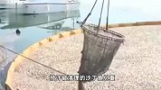 大量沙丁鱼涌入日本渔港后集体死亡，密密麻麻铺满水面