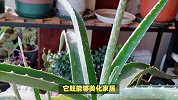 芦荟的养殖方法和注意事项