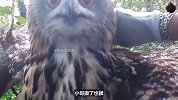 野外偶遇受伤的猫头鹰，猫头鹰却被人类热情整懵，反应太好笑！