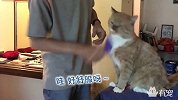 手贱猫竟敢摔电视