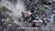 雪豹捕杀山羊，不要命的在悬崖峭壁上疯狂追赶，场面相当精彩