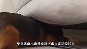 狗狗趴在沙发底下不出来，铲屎官好奇过去一看，眼泪要笑出来了