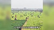 “偷甘蔗”老板“保卫萝卜”爆火，14.5亩地都装不下