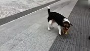 可爱！聪明的小狗会自娱自乐