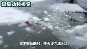 狐狸为了找吃的，竟然一头插入雪地！镜头记录全过程
