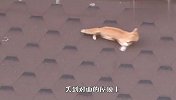 猫咪整日在屋顶上哭泣，靠好心人的救助为生，结局太意外