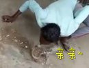 求吻得吻对象是蛇！印度男子跪求蛇吻反被咬 嘴肿成香肠