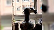 猫把花瓶当窝进出自如 网友：液体动物实锤