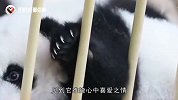 为何熊猫咬人后会绝食？是内疚吗？饲养员告诉你答案