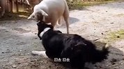 狗：这羊怎么不上道儿呢 找炖呢是吧？