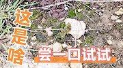 营养价值比木耳高10倍，暴雨过后山坡上到处都是它