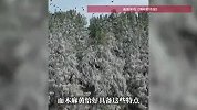 福州长乐一公园银装素裹如同“雪景”，专家：是鸟的粪便