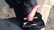 “黑猫”黏着主人不走，主人：你是豹子，豹子：不，我是只猫