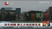 货车侧翻 猪儿大闹成雅高速