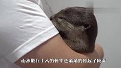 小水獭不肯睡觉，要主人抱着哄才睡，网友：真像个宝宝