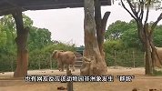 上海野生动物园发生象园霸凌？被欺凌大象消瘦发出惨叫，园方回应