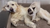 猫咪把金毛惹生气了，乖乖的跑过去安慰，场面笑爆了