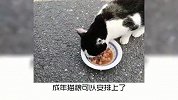宠物冷知识：一分钟看完猫咪的一生，有趣的知识又增加了！