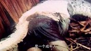 网纹蟒真的掠食人类？照片一流出，瞬间不淡定了！