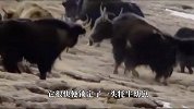 雪豹捕捉牦牛幼崽，被牦牛发现后，直接将雪豹撞飞！