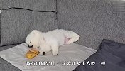 主人看博美在睡觉，故意在跟前放上食物，下一秒笑翻了