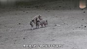 这只小猪出了名的懒，不想走路就趴在别人身上，猪妈妈也不管