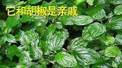 这种植物农村很常见，和胡椒是亲戚，比胡椒的食用历史还久远！