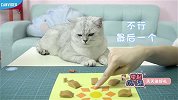 做个这样的玩具玩，培养出个智商爆表的猫主子！