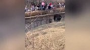 游客动物园扔瓶子砸猩猩被反扔回，动物园：会加强管理