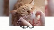 宠物小知识，如何正确的与猫互动？奇怪的知识又增加了