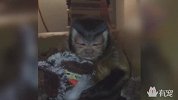 养了一只丑萌的猴是种什么体验？