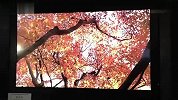 数码-夏普85英寸 8K 7,680 x 4,320 电视抢先看