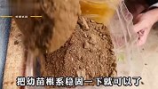 空油桶简单改造就能种茄子？90天就能收获满满，一桶产好几斤茄子