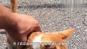 流浪猫在路边出了车祸，男子正准备帮忙，不料见到了感人画面