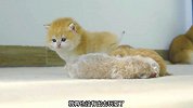 才三个月大的奶猫，却已经是四个孩子的妈了！天天照顾弟弟妹妹