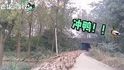 10万“鸭子军队”出国“灭蝗”！网友调侃：鸭肉得回来留给我们
