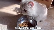 捡来的流浪猫养7个月后，长得好可爱！