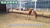 袋鼠不把梅花鹿放在眼里，公然挑衅梅花鹿，结果被猛揍