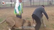 男子荒野偶遇十只狮子，接下来的做法，称得上教科书级别