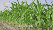 新品种玉米研发成功，却在推广上遇到了难题