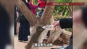 昆明一公园野生松鼠被长期投喂，松鼠已胖成“松猪”，园方回应