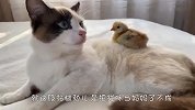 铲屎官带回来一只小鸡仔，猫咪看后傻眼了，结局笑翻了