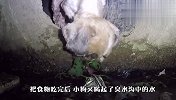 狗狗掉进臭水沟，苦等主人去救它，看着都心疼