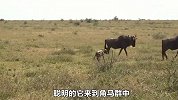 小角马刚出生就被抛弃，努力寻找妈妈，结果却遭到成年角马欺负