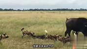 为了保护小野牛，母牛和野狗展开激烈战斗，最后寡不敌众